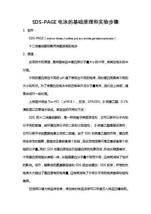 SDS—PAGE凝胶电泳(细致分析)