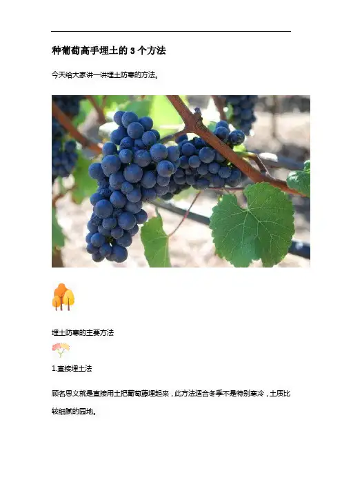 种葡萄高手埋土的3个方法