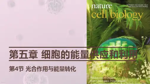 生物人教版(2019)必修1 5.4光合作用与能量转化(共21张ppt)