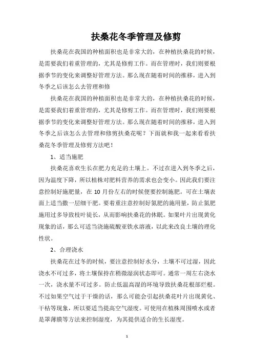 扶桑花冬季管理及修剪