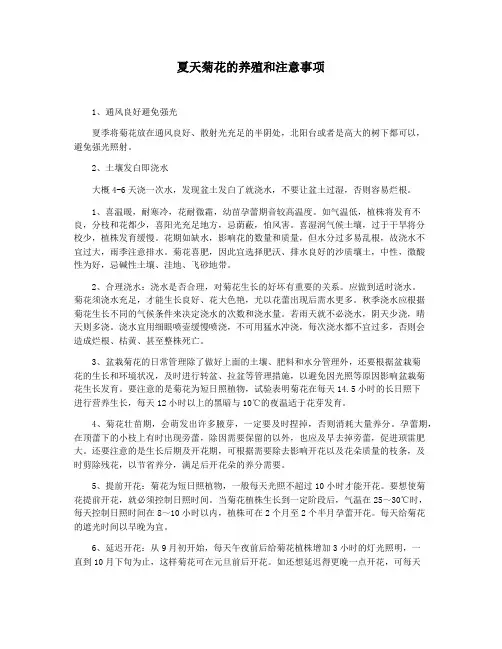 夏天菊花的养殖和注意事项