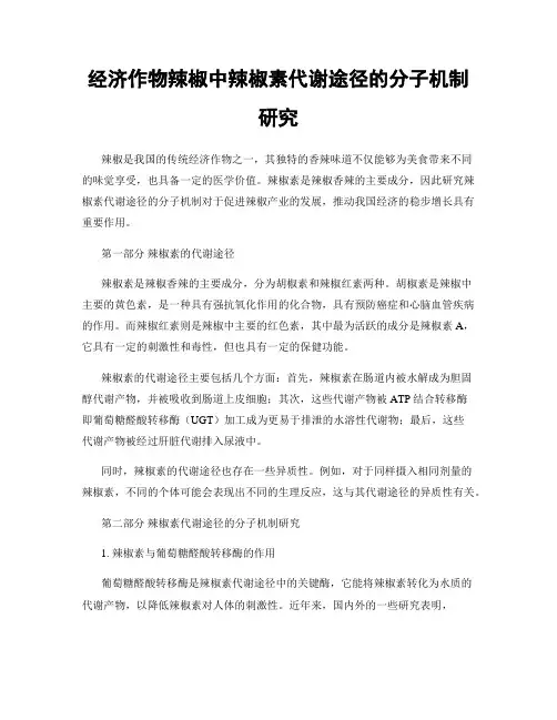 经济作物辣椒中辣椒素代谢途径的分子机制研究