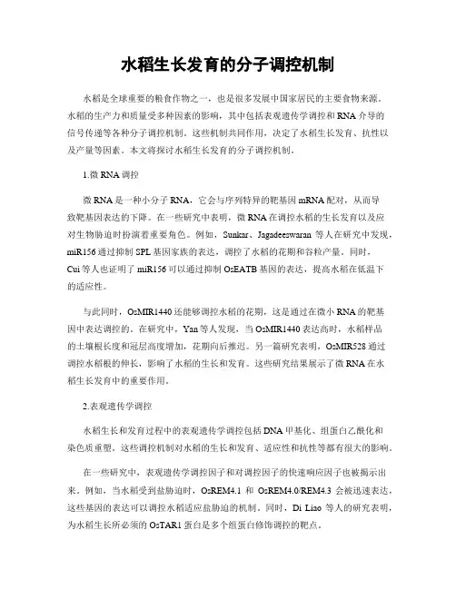 水稻生长发育的分子调控机制