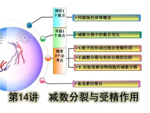 减数分裂--人教版一轮复习课件