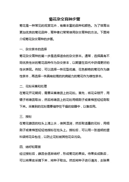 菊花杂交育种步骤