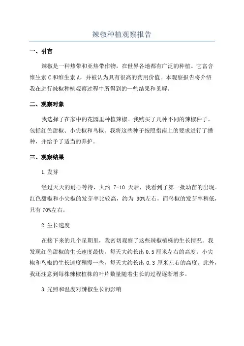辣椒种植观察报告