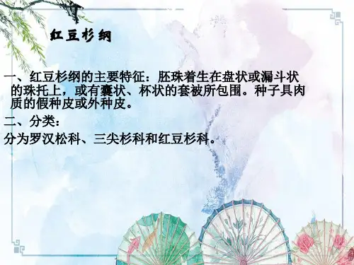 【园林植物学】第三章 裸子植物红豆杉纲