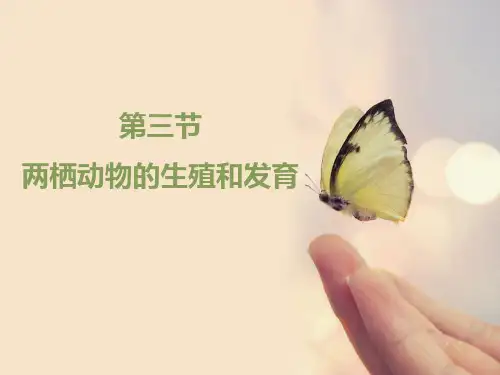 人教版八年级生物下册《两栖动物的生殖和发育》PPT课件