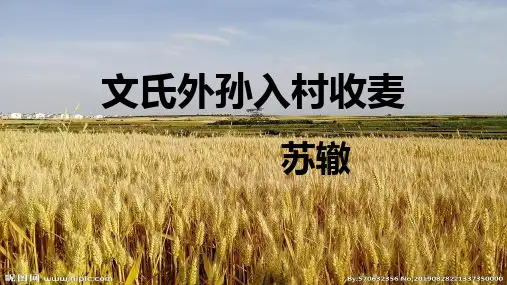 《文氏外孙入村收麦》部编版优秀课件
