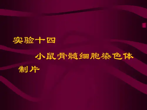 实验十四小鼠骨髓细胞染色体制片