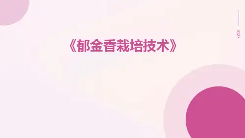 郁金香栽培技术