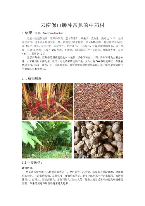 腾冲常见的中草药