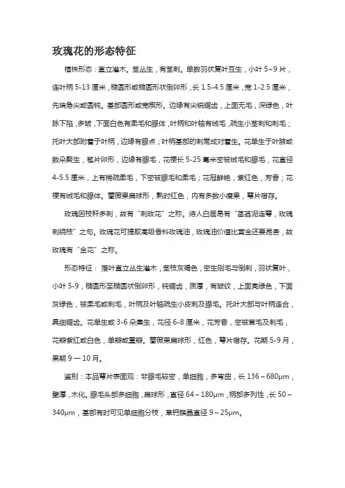 玫瑰花外貌特征特点