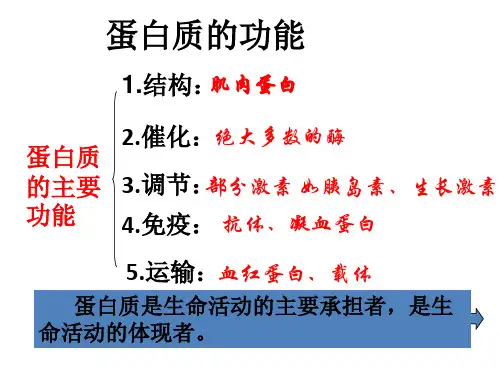 高中生物课件-2.2 生命活动的主要承担者— 蛋白质