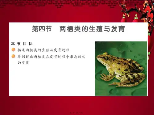 八年级生物下册 21.4 两栖类的生殖和发育课件苏教级下册生物课件