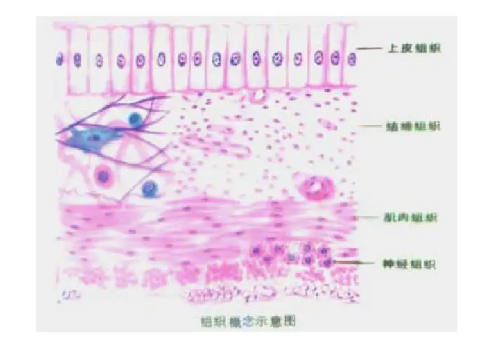 上皮组织