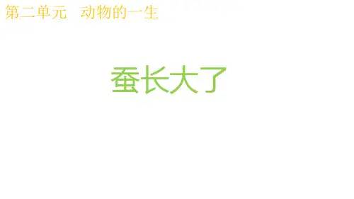 最新科教版三年级科学下册《蚕长大了》精品课件