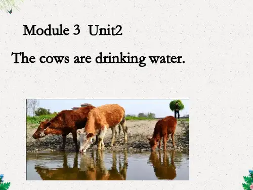 六年级下册英语课件-Module 3 Unit 2 The cows are drinking water. 外研社