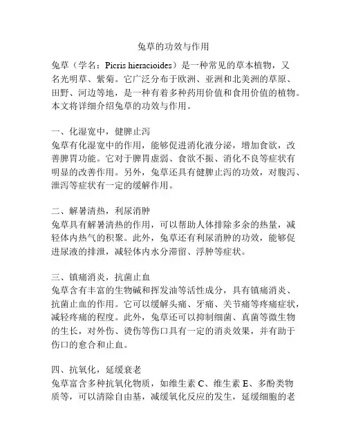 兔草的功效与作用
