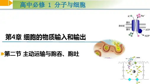高中生物必修一4.2 主动运输与胞吞、胞吐课件