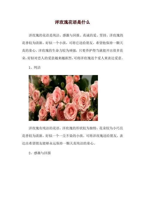 洋玫瑰花语是什么
