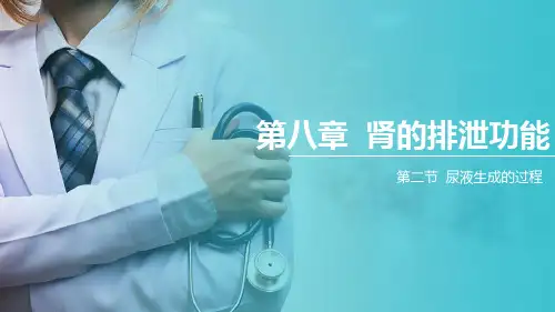 肾的排泄功能—尿的生成过程(生理学课件)