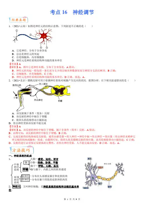 中考生物一轮复习考点微专题考点16 神经调节