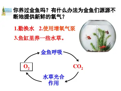 浙教版科学八年级下册3.7自然界中的碳循环和氧循环课件