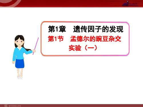 第1章 第1节  孟德尔的豌豆杂交实验(一)