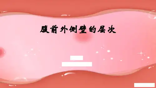 2.腹前外侧壁的层次