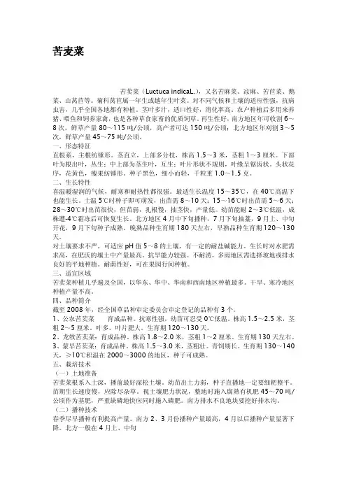 苦麦菜