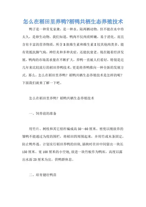 怎么在稻田里养鸭-稻鸭共栖生态养殖技术