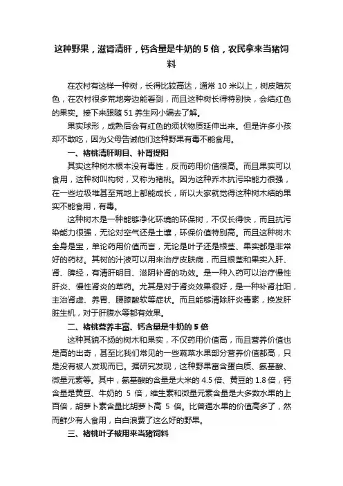 这种野果，滋肾清肝，钙含量是牛奶的5倍，农民拿来当猪饲料