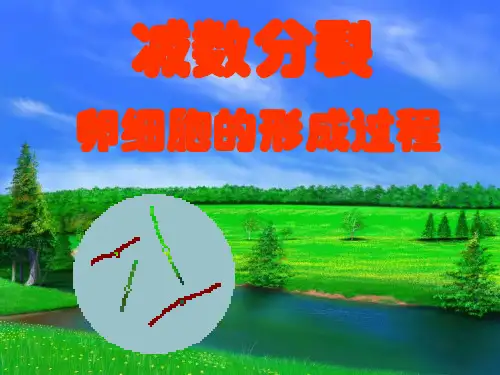 卵细胞的形成过程1PPT精品文档18页