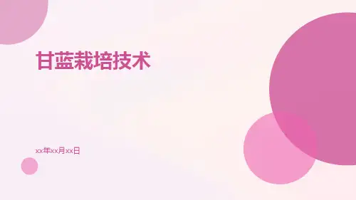 甘蓝栽培技术