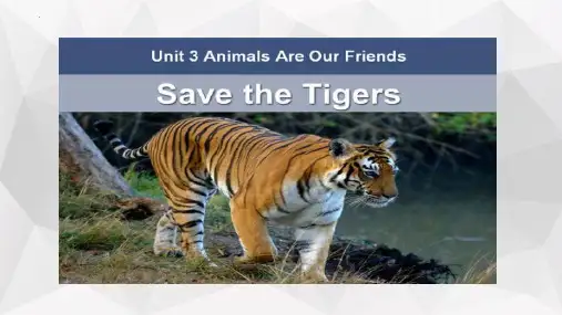 Lesson17+Save+the+Tigers+课件+2022-2023学年冀教版英语八年级下册