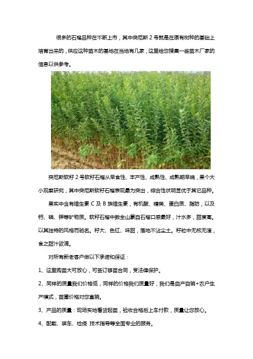 正宗突尼斯2号软籽石榴苗基地直销