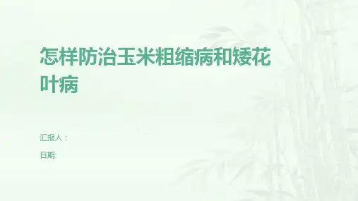 怎样防治玉米粗缩病和矮花叶病