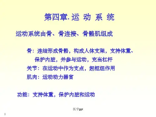 系统解剖学绪论及第一章骨学