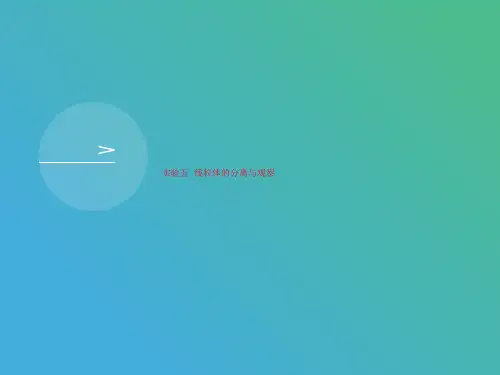 实验五讲义  线粒体的分离与观察