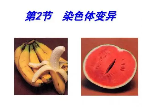 人教版高一生物必修二教学课件 5-2 染色体变异(共44张PPT)