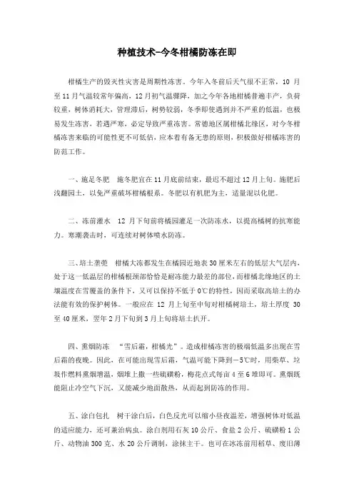 种植技术-今冬柑橘防冻在即