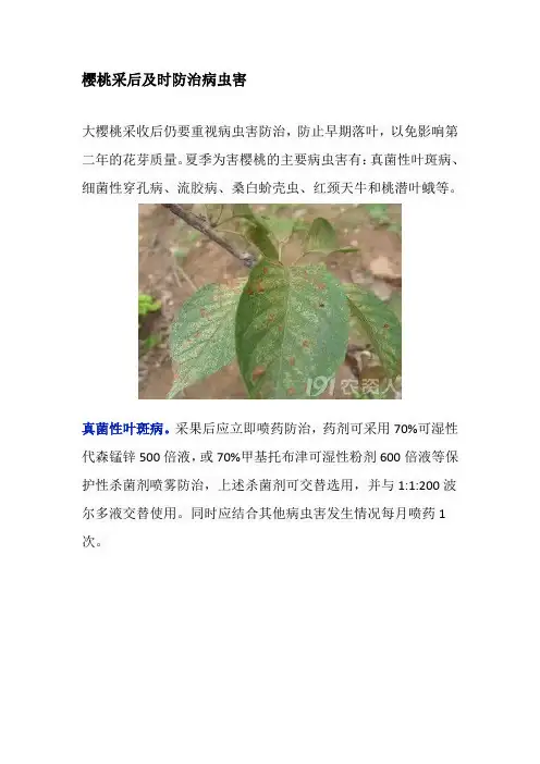 樱桃采后及时防治病虫害