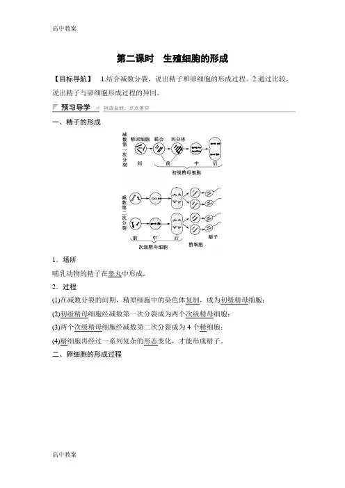 江苏省高中生物必修二第二章第一节第二课时生殖细胞的形成
