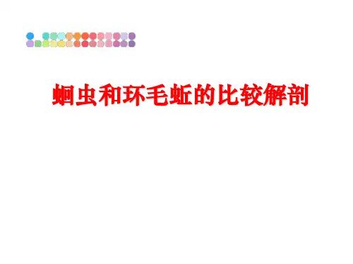 最新蛔虫和环毛蚯的比较解剖