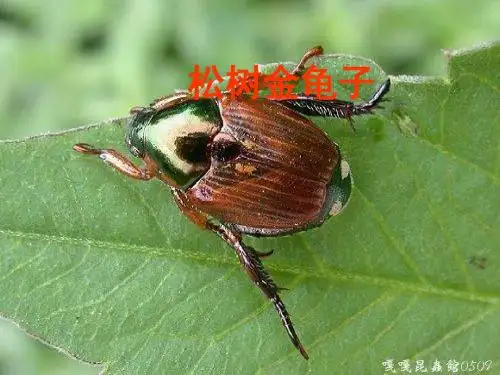 16、松树金龟子总结