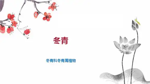 冬青    