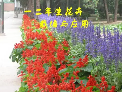 一二年生花卉栽培与应用