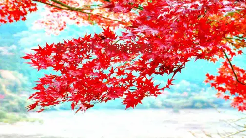高考生物二轮复习专题6生物与环境第13讲种群和群落课件高三全册生物课件