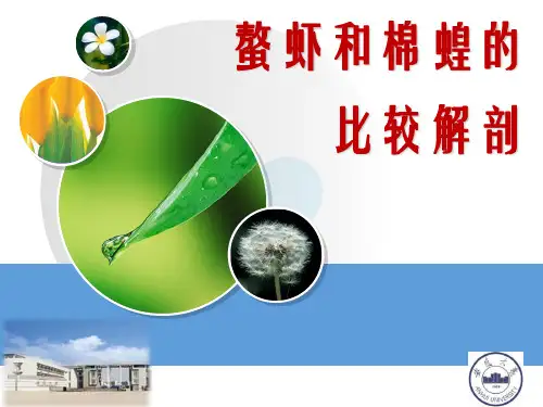 实验8 螯虾和棉蝗的比较解剖